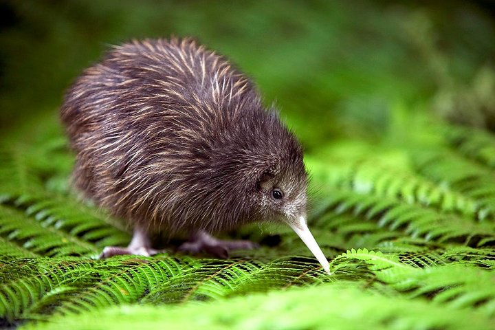 Akaroa Shore Excursion: Banks Peninsula, Christchurch City Tour and Willowbank Wildlife Reserve - Photo 1 of 9